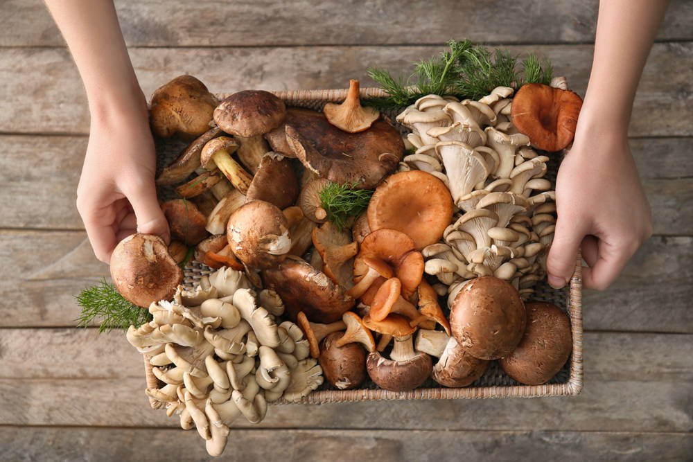 Is mushroom soup bad for dogs shop